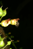 Scrophularia nodosa RCP6-06 210 and bee.jpg